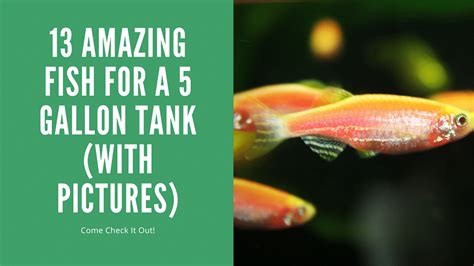 Fish For A 5 Gallon Tank – 10+ Great Choices (With Pictures).